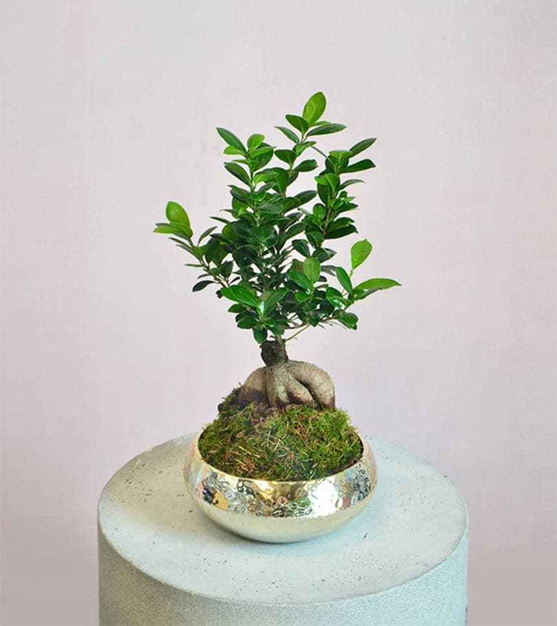 Golden Velvet Bonsai Tree