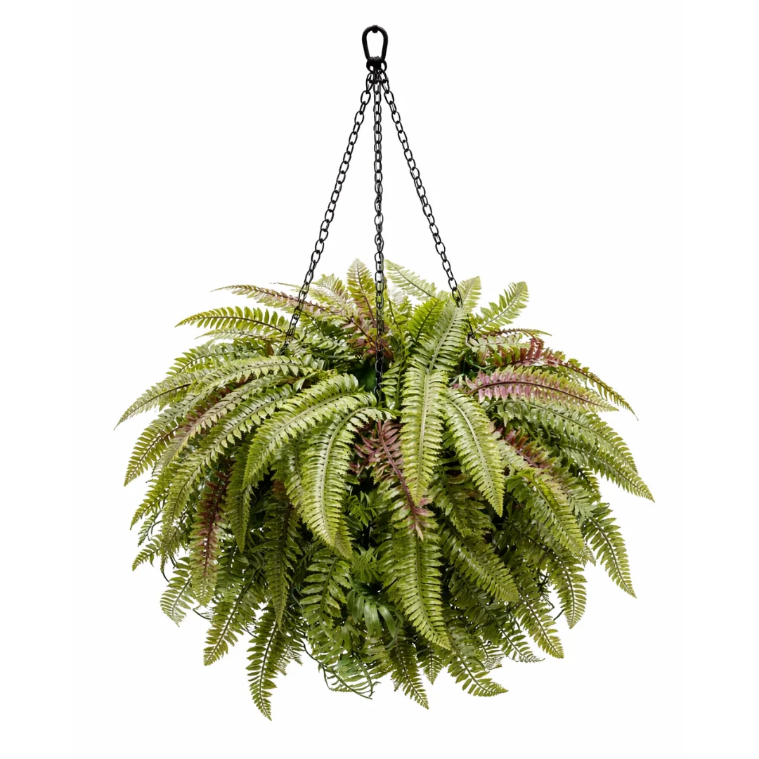 Hanging Basket Spleenwort 80cm x 50 cm