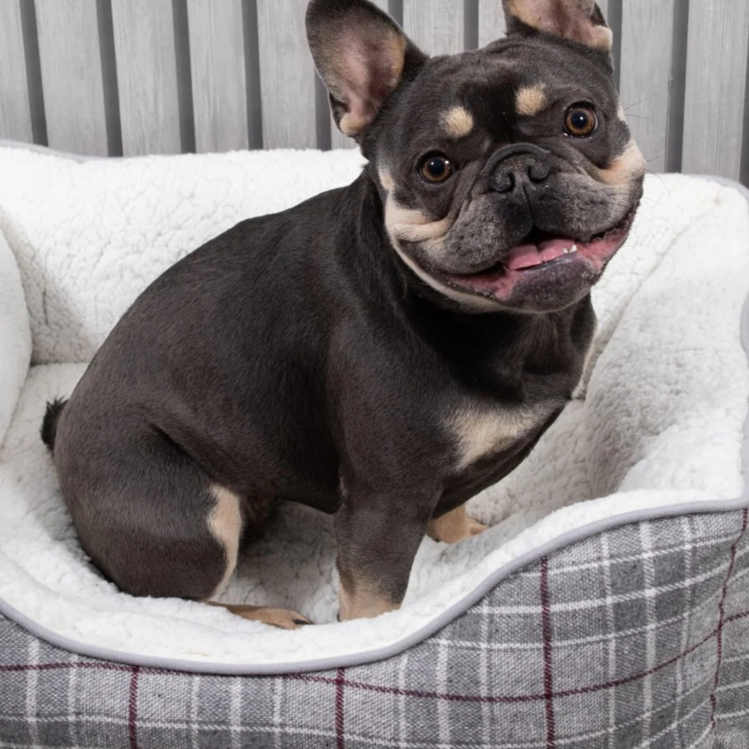 Heritage Pet Bed Medium 58x48x20cm - Image 3