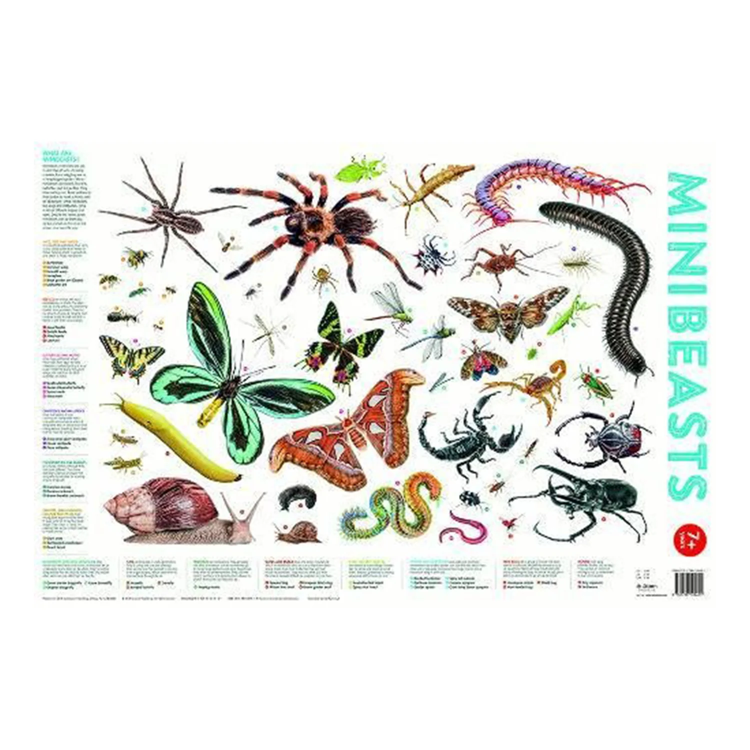 Mini Beasts Wall Poster