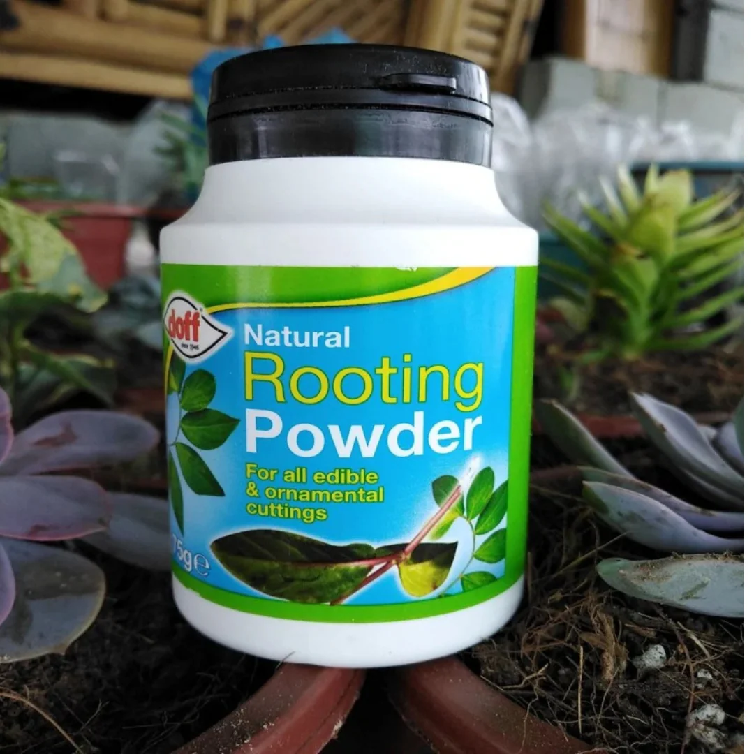 Natural Rooting Powder 75g - Image 2