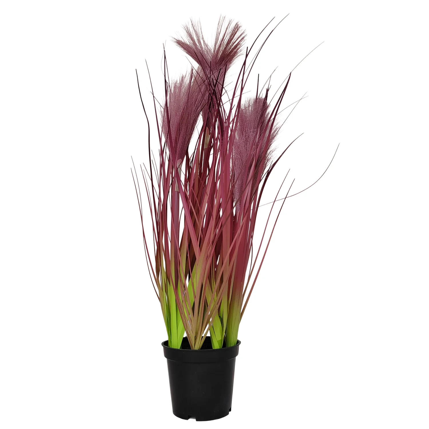 Pampas Grass in Pot – 40cm