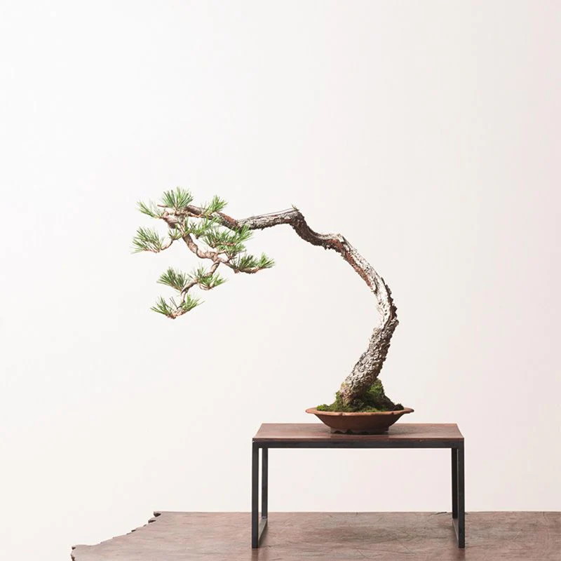 Pine Bonsai