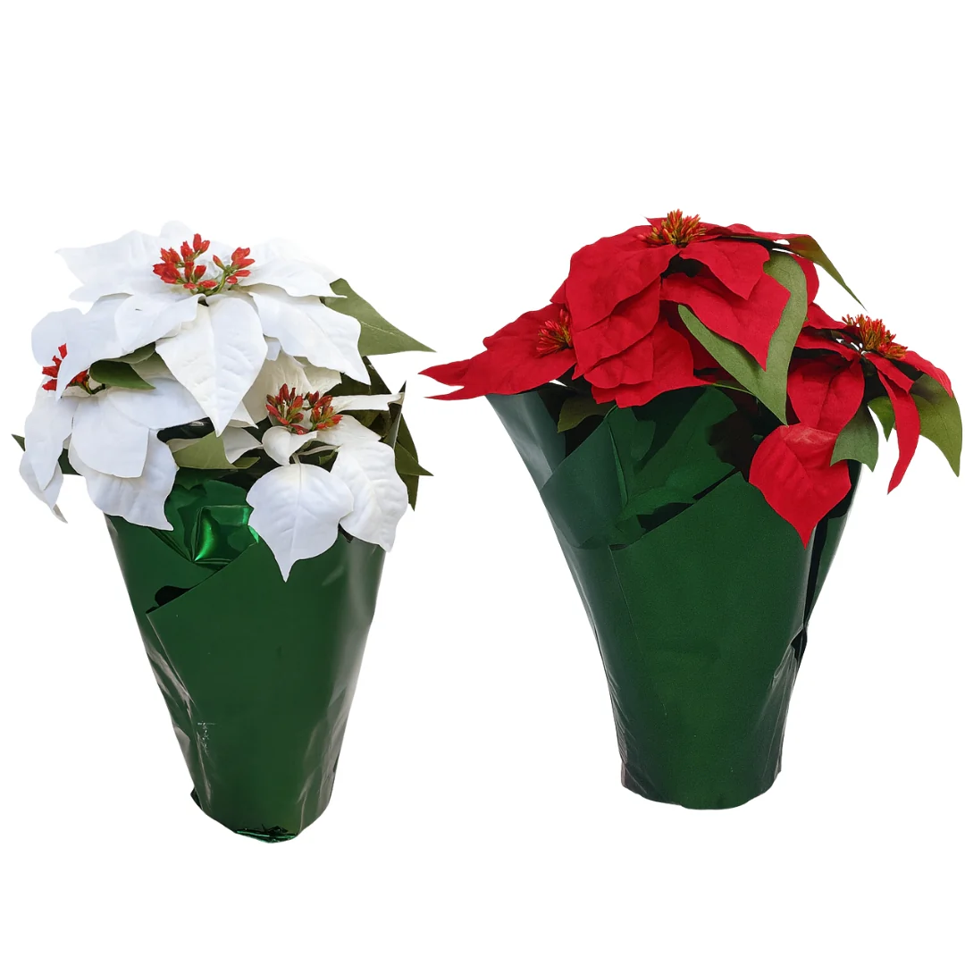Potted Red and White Poinsettia