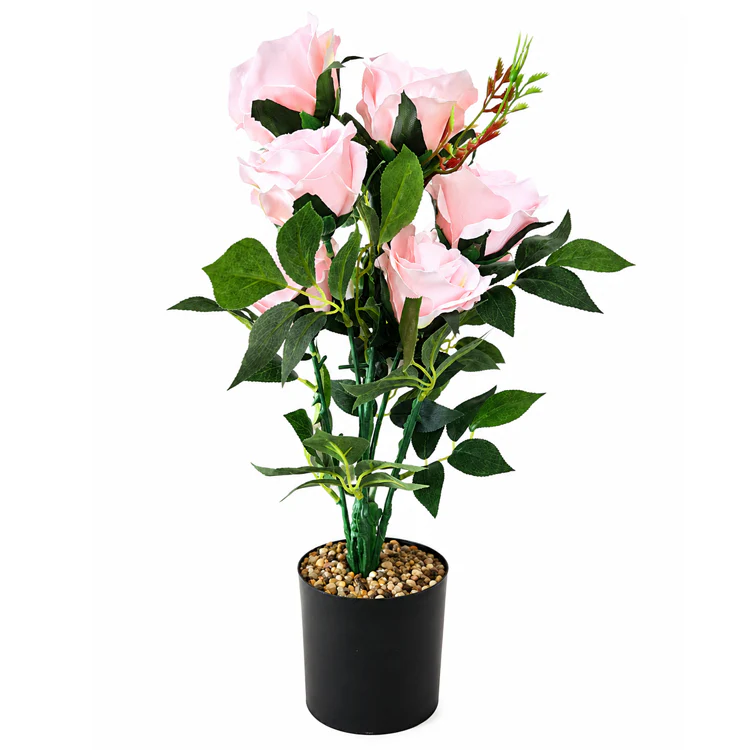 Rose Bonsai