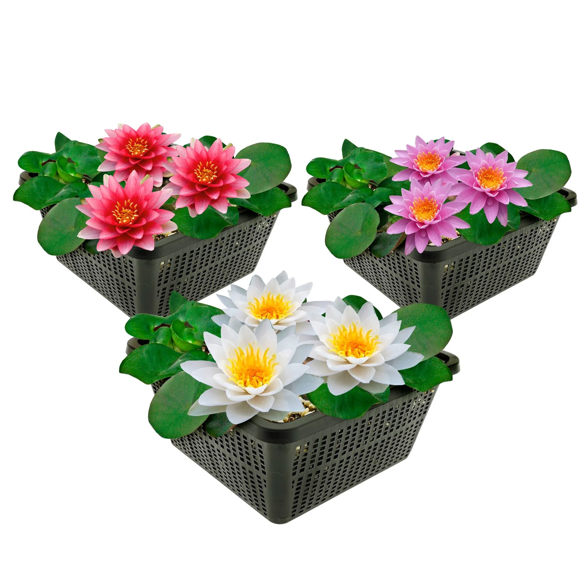 Water Plant Trio - Vibrant 3